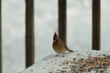Güzel renkli kadın kardinal karla kaplı bir masaya tünemiş. Etrafı beyaz renklerle kaplıydı. O, kuş yemi ile çevrilidir. Bakır kırmızısı renkleri erkekten daha az canlı..