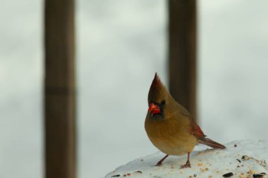 Güzel renkli kadın kardinal karla kaplı bir masaya tünemiş. Etrafı beyaz renklerle kaplıydı. O, kuş yemi ile çevrilidir. Bakır kırmızısı renkleri erkekten daha az canlı..