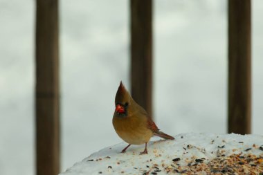 Güzel renkli kadın kardinal karla kaplı bir masaya tünemiş. Etrafı beyaz renklerle kaplıydı. O, kuş yemi ile çevrilidir. Bakır kırmızısı renkleri erkekten daha az canlı..