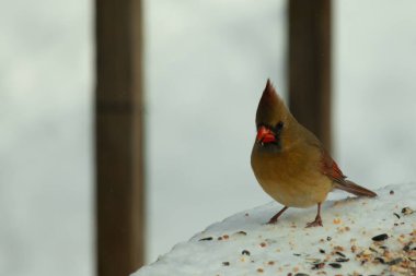 Güzel renkli kadın kardinal karla kaplı bir masaya tünemiş. Etrafı beyaz renklerle kaplıydı. O, kuş yemi ile çevrilidir. Bakır kırmızısı renkleri erkekten daha az canlı..