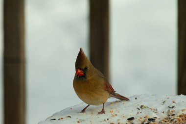 Güzel renkli kadın kardinal karla kaplı bir masaya tünemiş. Etrafı beyaz renklerle kaplıydı. O, kuş yemi ile çevrilidir. Bakır kırmızısı renkleri erkekten daha az canlı..