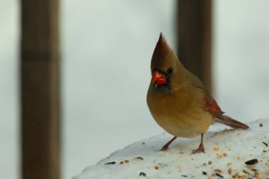 Güzel renkli kadın kardinal karla kaplı bir masaya tünemiş. Etrafı beyaz renklerle kaplıydı. O, kuş yemi ile çevrilidir. Bakır kırmızısı renkleri erkekten daha az canlı..