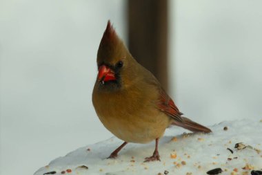 Güzel renkli kadın kardinal karla kaplı bir masaya tünemiş. Etrafı beyaz renklerle kaplıydı. O, kuş yemi ile çevrilidir. Bakır kırmızısı renkleri erkekten daha az canlı..