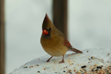Güzel renkli kadın kardinal karla kaplı bir masaya tünemiş. Etrafı beyaz renklerle kaplıydı. O, kuş yemi ile çevrilidir. Bakır kırmızısı renkleri erkekten daha az canlı..