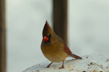 Güzel renkli kadın kardinal karla kaplı bir masaya tünemiş. Etrafı beyaz renklerle kaplıydı. O, kuş yemi ile çevrilidir. Bakır kırmızısı renkleri erkekten daha az canlı..