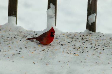 Bu güzel erkek kardinal her tarafında kuş yemi olan karda oturuyor. Tüylerinin parlak kırmızı rengi beyaz arka planda göze çarpıyor. Mohawk 'ı dimdik ayakta..