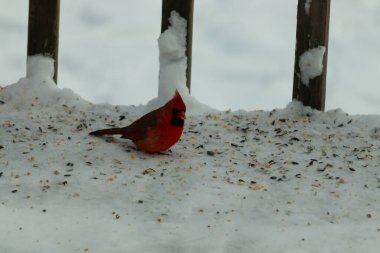Bu güzel erkek kardinal her tarafında kuş yemi olan karda oturuyor. Tüylerinin parlak kırmızı rengi beyaz arka planda göze çarpıyor. Mohawk 'ı dimdik ayakta..