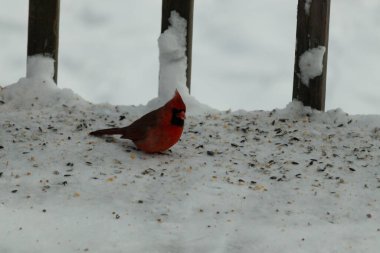 Bu güzel erkek kardinal her tarafında kuş yemi olan karda oturuyor. Tüylerinin parlak kırmızı rengi beyaz arka planda göze çarpıyor. Mohawk 'ı dimdik ayakta..