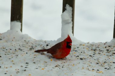 Bu güzel erkek kardinal her tarafında kuş yemi olan karda oturuyor. Tüylerinin parlak kırmızı rengi beyaz arka planda göze çarpıyor. Mohawk 'ı dimdik ayakta..