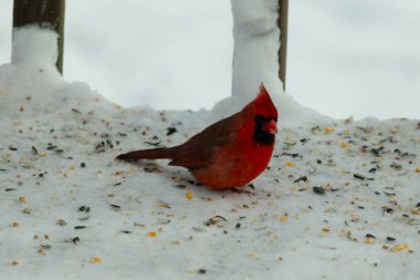 Bu güzel erkek kardinal her tarafında kuş yemi olan karda oturuyor. Tüylerinin parlak kırmızı rengi beyaz arka planda göze çarpıyor. Mohawk 'ı dimdik ayakta..