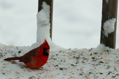 Bu güzel erkek kardinal her tarafında kuş yemi olan karda oturuyor. Tüylerinin parlak kırmızı rengi beyaz arka planda göze çarpıyor. Mohawk 'ı dimdik ayakta..