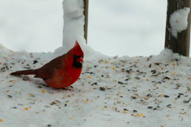 Bu güzel erkek kardinal her tarafında kuş yemi olan karda oturuyor. Tüylerinin parlak kırmızı rengi beyaz arka planda göze çarpıyor. Mohawk 'ı dimdik ayakta..