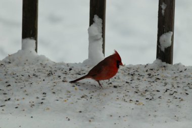 Bu güzel erkek kardinal her tarafında kuş yemi olan karda oturuyor. Tüylerinin parlak kırmızı rengi beyaz arka planda göze çarpıyor. Mohawk 'ı dimdik ayakta..