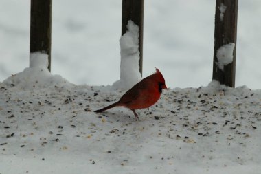 Bu güzel erkek kardinal her tarafında kuş yemi olan karda oturuyor. Tüylerinin parlak kırmızı rengi beyaz arka planda göze çarpıyor. Mohawk 'ı dimdik ayakta..