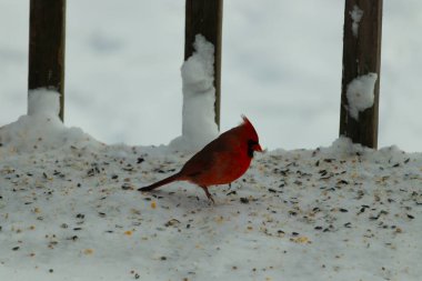 Bu güzel erkek kardinal her tarafında kuş yemi olan karda oturuyor. Tüylerinin parlak kırmızı rengi beyaz arka planda göze çarpıyor. Mohawk 'ı dimdik ayakta..