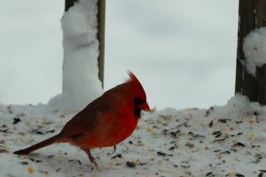 Bu güzel erkek kardinal her tarafında kuş yemi olan karda oturuyor. Tüylerinin parlak kırmızı rengi beyaz arka planda göze çarpıyor. Mohawk 'ı dimdik ayakta..