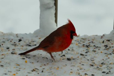 Bu güzel erkek kardinal her tarafında kuş yemi olan karda oturuyor. Tüylerinin parlak kırmızı rengi beyaz arka planda göze çarpıyor. Mohawk 'ı dimdik ayakta..