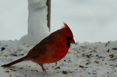 Bu güzel erkek kardinal her tarafında kuş yemi olan karda oturuyor. Tüylerinin parlak kırmızı rengi beyaz arka planda göze çarpıyor. Mohawk 'ı dimdik ayakta..