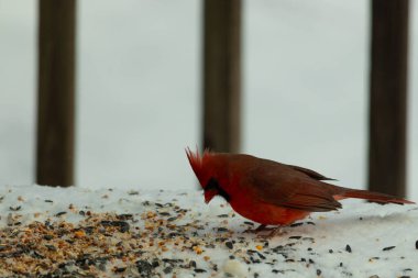 Bu güzel erkek kardinal her tarafında kuş yemi olan karda oturuyor. Tüylerinin parlak kırmızı rengi beyaz arka planda göze çarpıyor. Mohawk 'ı dimdik ayakta..