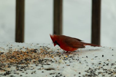 Bu güzel erkek kardinal her tarafında kuş yemi olan karda oturuyor. Tüylerinin parlak kırmızı rengi beyaz arka planda göze çarpıyor. Mohawk 'ı dimdik ayakta..