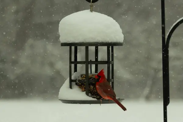 Bu güzel kırmızı kardinal kuş yemi pastacıya geldi. Bu kuşun parlak rengi etraftaki tüm beyaz pofuduk karlardan göze çarpıyor. Kış mevsiminin ortasındaydık..