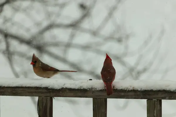 Bu iki güzel kardinal korkuluklara tünemiş. Bu bir oğlan ve bir kız kuş yemi almaya geliyorlar. Korkulukların her tarafında kar var ve bu güzel kuşlar yiyecek arıyorlar..