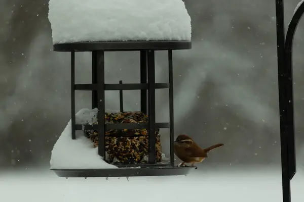 Bu tatlı Carolina çalısı kuş yemi için çıktı. Küçük kuş bu besleyicinin metal kafesinde oturuyor. Kek tohumlarının hemen yanında. Küçük kuşlar kahverengi tüyleriyle çok tatlılar..