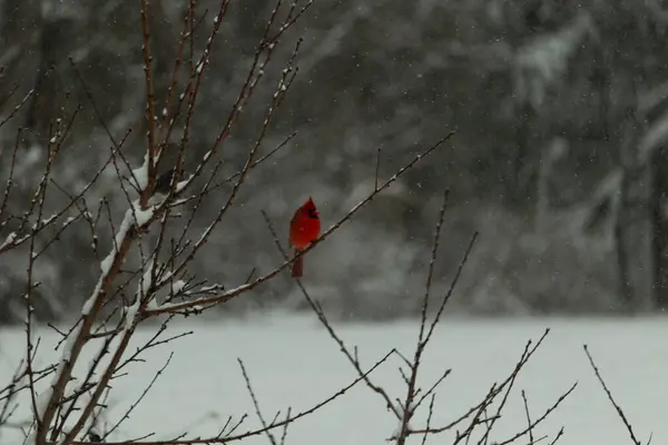 Bu güzel kırmızı kardinal bir şeftali ağacının dallarına tünemişti. Kış mevsimi nedeniyle dallarda yaprak yoktu. Kar her şeye sarılıyordu. Burayı beyaz bir harikalar diyarı yapıyordu..