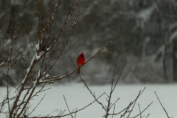 Bu güzel kırmızı kardinal bir şeftali ağacının dallarına tünemişti. Kış mevsimi nedeniyle dallarda yaprak yoktu. Kar her şeye sarılıyordu. Burayı beyaz bir harikalar diyarı yapıyordu..