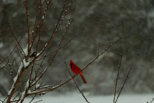 Bu güzel kırmızı kardinal bir şeftali ağacının dallarına tünemişti. Kış mevsimi nedeniyle dallarda yaprak yoktu. Kar her şeye sarılıyordu. Burayı beyaz bir harikalar diyarı yapıyordu..