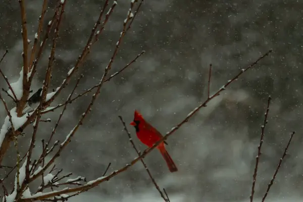 Bu güzel kırmızı kardinal bir şeftali ağacının dallarına tünemişti. Kış mevsimi nedeniyle dallarda yaprak yoktu. Kar her şeye sarılıyordu. Burayı beyaz bir harikalar diyarı yapıyordu..