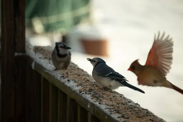 Bu iki mavi alakarga güvertenin ahşap korkuluklarında kuş yemi arıyorlardı. Bu güzel korvidler mavi ve siyah tüyleriyle oldukça renklidir. Bu kuşlar aç ve yemeğe ihtiyaçları var..