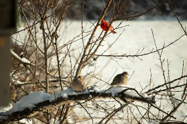 Bu ağaçta tünemiş kuşların çok güzel bir görüntüsü. Aşağıdaki dalda yas tutan güvercinlerle güzel kırmızı bir erkek kardinal görebilirsiniz. Beyaz kar dallara ve toprağa yapışıyor..