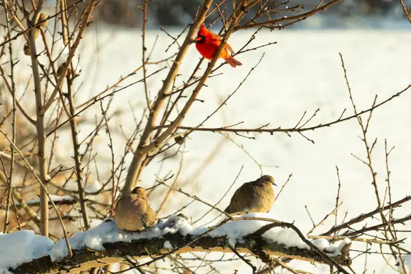 Bu ağaçta tünemiş kuşların çok güzel bir görüntüsü. Aşağıdaki dalda yas tutan güvercinlerle güzel kırmızı bir erkek kardinal görebilirsiniz. Beyaz kar dallara ve toprağa yapışıyor..