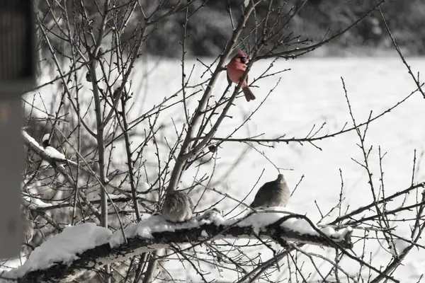 Bu ağaçta tünemiş kuşların çok güzel bir görüntüsü. Aşağıdaki dalda yas tutan güvercinlerle güzel kırmızı bir erkek kardinal görebilirsiniz. Beyaz kar dallara ve toprağa yapışıyor..