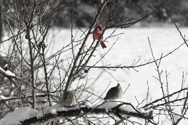 Bu ağaçta tünemiş kuşların çok güzel bir görüntüsü. Aşağıdaki dalda yas tutan güvercinlerle güzel kırmızı bir erkek kardinal görebilirsiniz. Beyaz kar dallara ve toprağa yapışıyor..