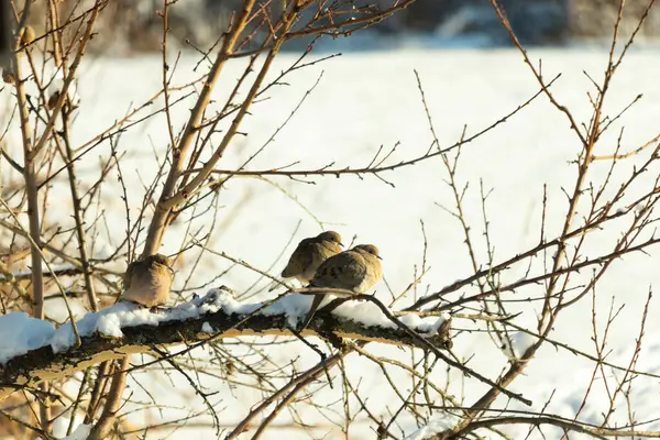 Bu tatlı yas güvercinleri bu ağacın dallarına tünemiş sıcak kalmaya çalışıyorlardı. Kar her yerde ve çıplak bacaklara tutunuyor. Beyaz arka plan her şeyi öne çıkarıyor..