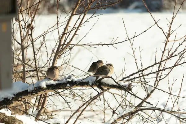 Bu tatlı yas güvercinleri bu ağacın dallarına tünemiş sıcak kalmaya çalışıyorlardı. Kar her yerde ve çıplak bacaklara tutunuyor. Beyaz arka plan her şeyi öne çıkarıyor..
