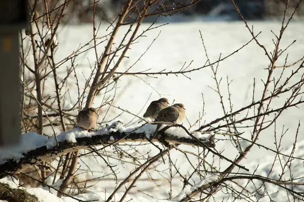Bu tatlı yas güvercinleri bu ağacın dallarına tünemiş sıcak kalmaya çalışıyorlardı. Kar her yerde ve çıplak bacaklara tutunuyor. Beyaz arka plan her şeyi öne çıkarıyor..