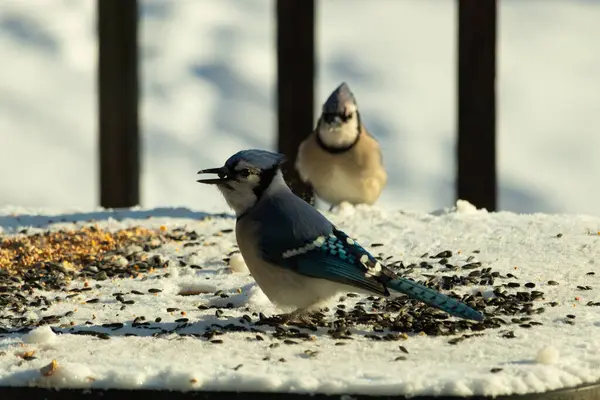 Bu iki güzel mavi alakarga kuş yemi için ortaya çıktı. Etraflarındaki beyaz karlar. Biri yemek yerken diğeri izliyor. Bu kuşların güzel tüyleri turuncu karınlarıyla göze çarpar..