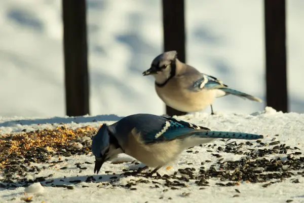 Bu iki güzel mavi alakarga kuş yemi için ortaya çıktı. Etraflarındaki beyaz karlar. Biri yemek yerken diğeri izliyor. Bu kuşların güzel tüyleri turuncu karınlarıyla göze çarpar..