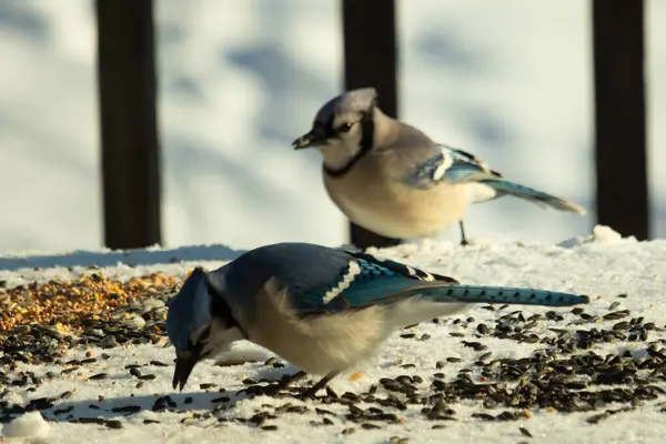 Bu iki güzel mavi alakarga kuş yemi için ortaya çıktı. Etraflarındaki beyaz karlar. Biri yemek yerken diğeri izliyor. Bu kuşların güzel tüyleri turuncu karınlarıyla göze çarpar..