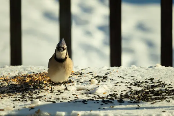 Bu güzel mavi karga bu resim için poz veriyor gibi görünüyor. Bu kuşun etrafındaki kar oldukça beyaz bir zemin oluşturuyor. Tüylerin renkleri turuncu göbek ile gerçekten göze çarpıyor..