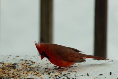 Bu güzel erkek kardinal her tarafında kuş yemi olan karda oturuyor. Tüylerinin parlak kırmızı rengi beyaz arka planda göze çarpıyor. Mohawk 'ı dimdik ayakta..