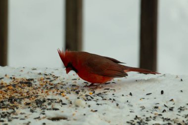 Bu güzel erkek kardinal her tarafında kuş yemi olan karda oturuyor. Tüylerinin parlak kırmızı rengi beyaz arka planda göze çarpıyor. Mohawk 'ı dimdik ayakta..