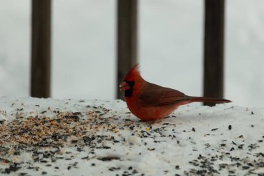 Bu güzel erkek kardinal her tarafında kuş yemi olan karda oturuyor. Tüylerinin parlak kırmızı rengi beyaz arka planda göze çarpıyor. Mohawk 'ı dimdik ayakta..