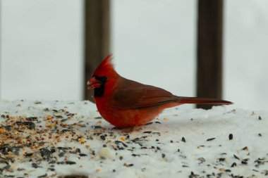 Bu güzel erkek kardinal her tarafında kuş yemi olan karda oturuyor. Tüylerinin parlak kırmızı rengi beyaz arka planda göze çarpıyor. Mohawk 'ı dimdik ayakta..