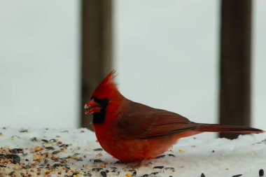 Bu güzel erkek kardinal her tarafında kuş yemi olan karda oturuyor. Tüylerinin parlak kırmızı rengi beyaz arka planda göze çarpıyor. Mohawk 'ı dimdik ayakta..
