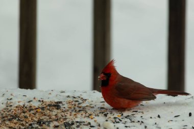 Bu güzel erkek kardinal her tarafında kuş yemi olan karda oturuyor. Tüylerinin parlak kırmızı rengi beyaz arka planda göze çarpıyor. Mohawk 'ı dimdik ayakta..