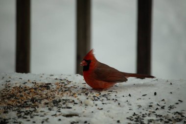 Bu güzel erkek kardinal her tarafında kuş yemi olan karda oturuyor. Tüylerinin parlak kırmızı rengi beyaz arka planda göze çarpıyor. Mohawk 'ı dimdik ayakta..